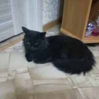 Найден кот, окрас черный, пушистый