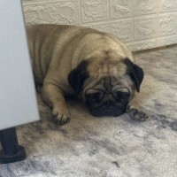 Потерялась собачка. Мопс, девочка