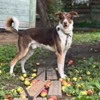 Отдам в добрые руки:  пес вегас