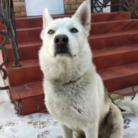 Найден пёс, окрас бело-серый