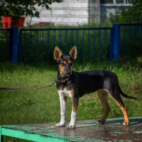 В добрые руки, собака, окрас трехцветный