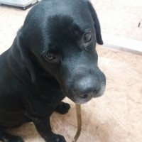 Найден пёс, порода лабрадор, окрас черный