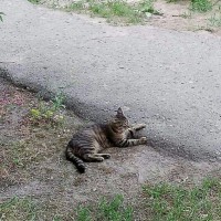 Пропал кот, окрас камышовый, полосатый