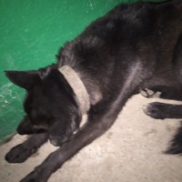 Найдена собака, окрас темный