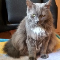 Потерялся котейка