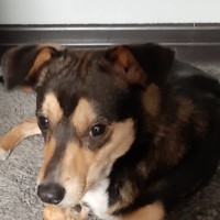 Найден пес, окрас черно-коричневый с белой грудкой