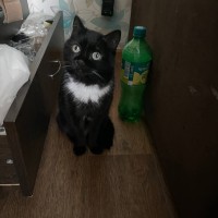 Пропала кошка Буся в Заречном микрорайоне