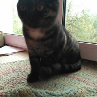 Найден кот, окрас дымчато-серый с белой грудкой, полосатый