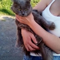 Найдена кошка, длинношерствная, окрас серый