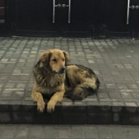 Найден пёс, окрас черно-коричневый