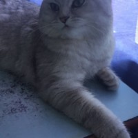 Пропал котик, порода шотландец, окрас светло-серый