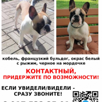 Найдено:  собака