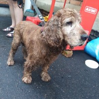 Найден пес, порода, кокер спаниель, окрас коричневый