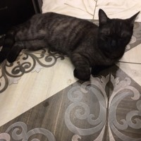 Найден кот, окрас темно-серый