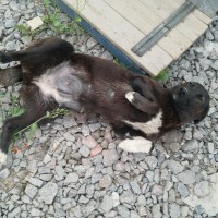 Пропала собака, окрас черный, беый живот и лапы