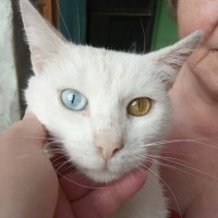 Найден кот, порода ван кедиси, окрас белый