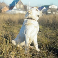 Найдена собака, порода алабай, окрас белый с коричневыми пятнами
