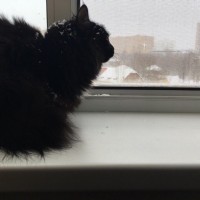 Потерялся кот, окрас черный, пушистый