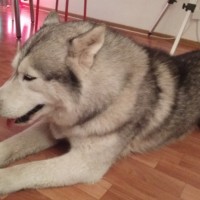 Найден пес, порода хаски, окрас серо-белый