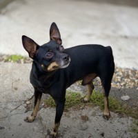 Потеряна собака, порода той-терьер, окрас черно-коричневый