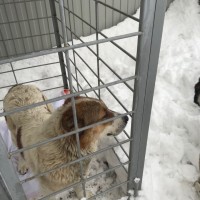 Найдена собака, окрас белый с коричневыми пятнами
