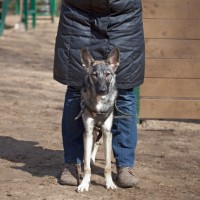 В добрые руки, собака, окрас серо-белый