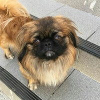 Найдена собака, порода пекинес