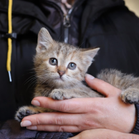 Отдам в добрые руки:  котят