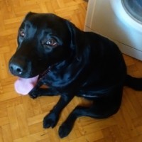 Найден пес, порода лабрадор, окрас черный