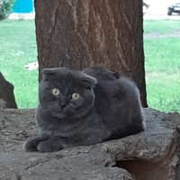 Найден кот, порода шотландец, окрас дымчатый