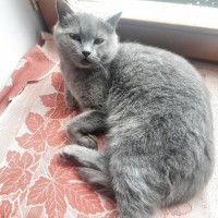 Найдена домашняя кошка, порода предположительно британская, окрас серый