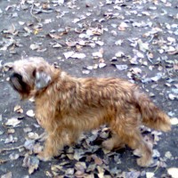 Пропала собака, порода брюссельский гриффон, окрас рыжий