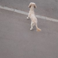 Найдена собака, окрас бежевый