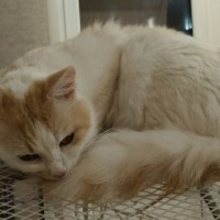 Пропал кот Мурзик Мурзя