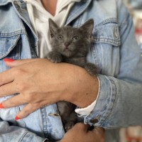 Найден котёнок похож на породу «Русская голубая»
