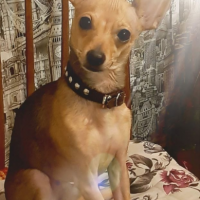 Потеряно:  терьер