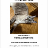 Потеряно:  кошка