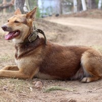 В добрые руки, собака, окрас рыже-белый