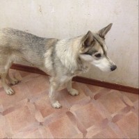 Найдена собака, окрас серый