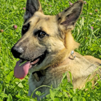 Отдам в добрые руки:  пес