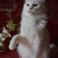 Пропал кот, порода фенотип турецкой ангоры, окрас белый