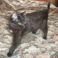 Найден котенок, окрас черный