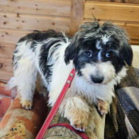 Потеряно:  собака