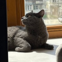 ПОТЕРЯЛСЯ СЕРЫЙ КОТ ДЫМ ЦЕНТРАЛЬНЫЙ РАЙОН