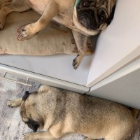 Потерялась собачка. Мопс, девочка