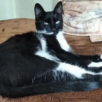 Найдена кошка, окрас черно-белый