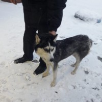 Найдена собака, порода хаски, окрас черно-коричневый