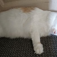 Пропал кот Мурзик Мурзя