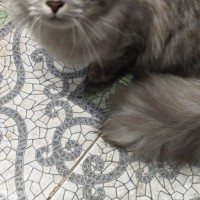 Найдена кошка, окрас серый, пушистая