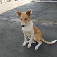 Найдена собака, окрас бело-рыжий